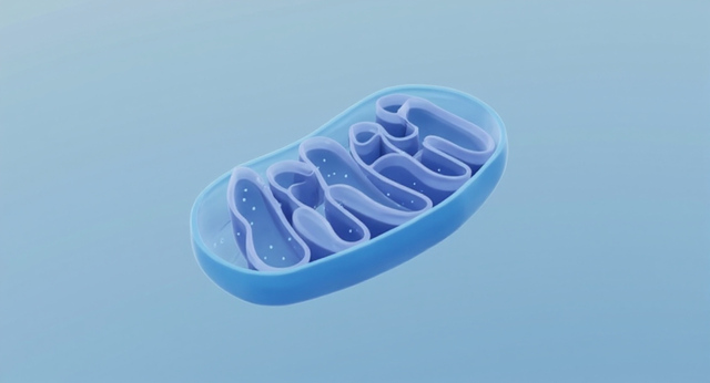 A 3D rendered blue mitochondrion shows internal cristae structures against a soft blue gradient background.