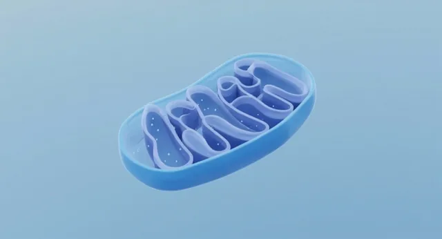 SS-31 and MOTS-c: Two Mitochondrial Peptides Explained