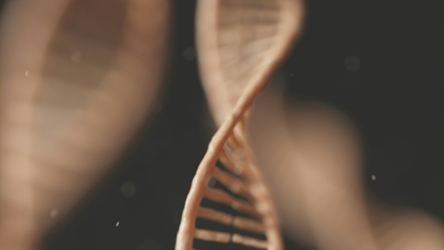 Livagen peptide research